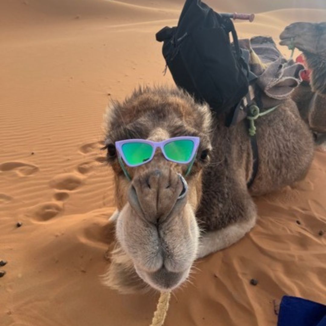 Camel laying down in the sand wears The Moontower Clawdia with a blue-green lens from Pit Viper